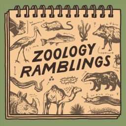 Podcast thumbnail for Zoology Ramblings