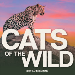 Podcast thumbnail for Cats of the Wild