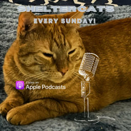 Podcast thumbnail for Shelter Cats!