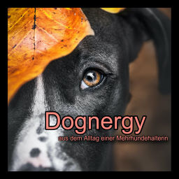 Podcast thumbnail for Dognergy - aus dem Alltag einer Mehrhundehalterin