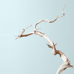 Podcast thumbnail for Bonsai Mirai: Asymmetry