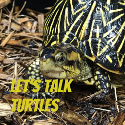 Podcast thumbnail for Let's Talk Turtles