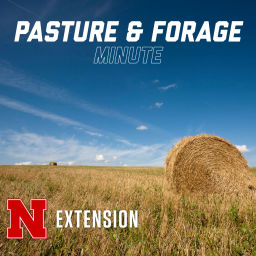 Podcast thumbnail for Pasture and Forage Minute