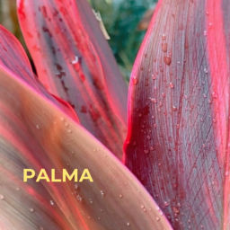 Podcast thumbnail for Palma