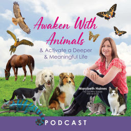 Podcast thumbnail for Awaken With Animals