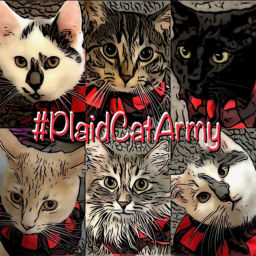 Podcast thumbnail for #PlaidCatArmy