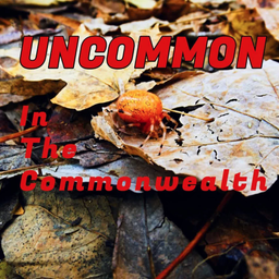 Podcast thumbnail for Uncommon in the Commonwealth: A Paranormal Podcast