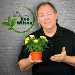 Podcast thumbnail for In The Garden with Ron Wilson
