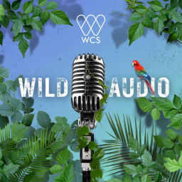 Podcast thumbnail for WCS Wild Audio