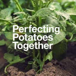 Podcast thumbnail for Perfecting Potatoes Together
