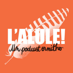 Podcast thumbnail for L'Alule ! Un podcast ornitho🪶