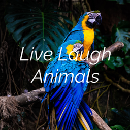 Podcast thumbnail for Live Laugh Animals