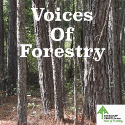 Podcast thumbnail for Voices of Forestry
