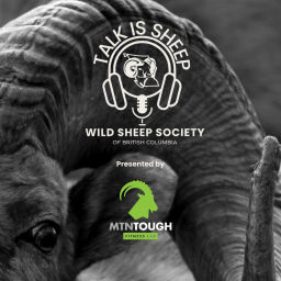 Podcast thumbnail for Talk Is Sheep