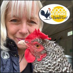 Podcast thumbnail for Good Morning From The Chicken Coop!