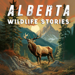 Podcast thumbnail for Alberta Wildlife Stories