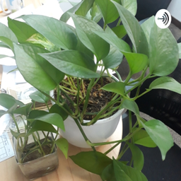 Podcast thumbnail for Uso Alternativo Y Medicinal De Las Plantas Para Combatir Enfermedades