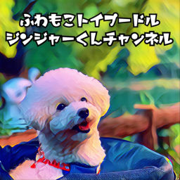 Podcast thumbnail for ふわもこトイプードル　ジンジャーくんチャンネル