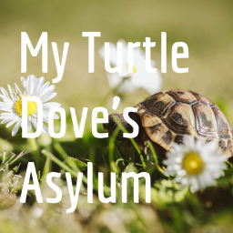 Podcast thumbnail for My Turtle Dove's Asylum