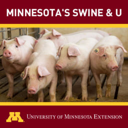 Podcast thumbnail for Minnesota's Swine & U