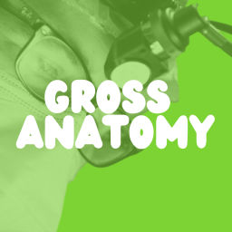 Podcast thumbnail for Gross Anatomy