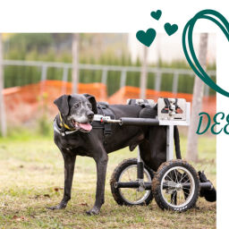 Podcast thumbnail for DeeDee on Wheels